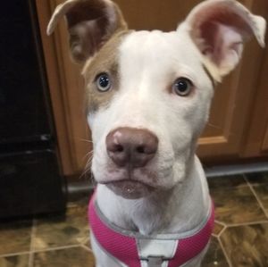 Meet your Posher, Dionne